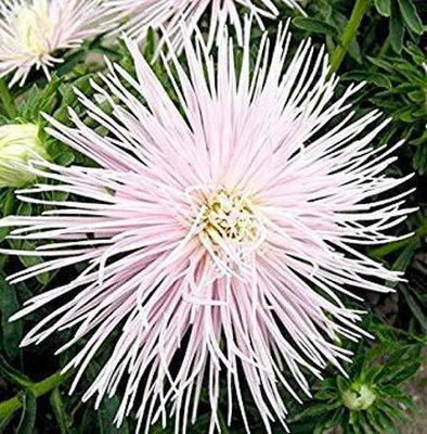 Aywal Aster Princess Mixed Flower Seed(40 per packet)