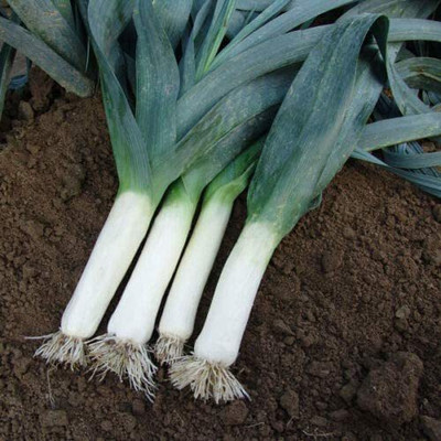 CYBEXIS F68Leek Winner Seeds4000 Seeds Seed(4000 per packet)