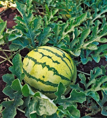 Farmonix Yellow Crimson Watermelon Seed(30 per packet)