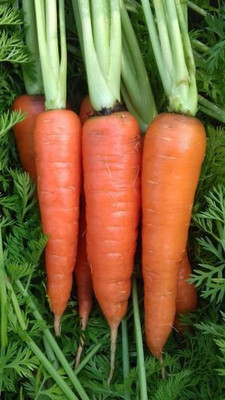 CYBEXIS Crusader Imported Carrot Variety2000 Seeds Seed(2000 per packet)