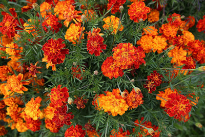 VibeX ® LXI-264 Marigold French Dwarf Sparky Mix Seed(500 per packet)