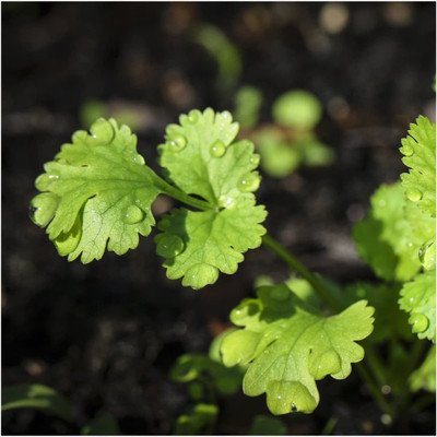 CYBEXIS VXI-36 - Calypso' Cilantro - (750 Seeds) Seed(750 per packet)