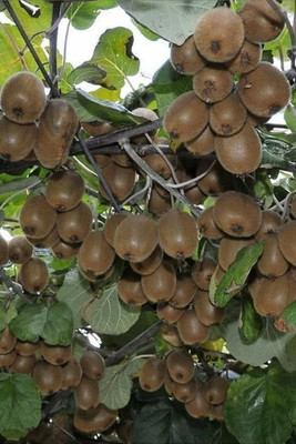 CARIBBEAN IMPORTED HYBRID KIWI FRUIT Seed(9 per packet)