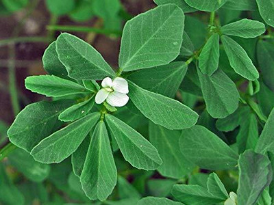 Aywal Methi/Fenugreek Seed(500 per packet)