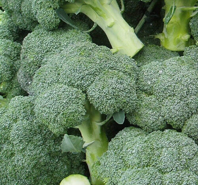 WILLVINE AMR -IX Calabrese Green Sprouting Broccoli [10g]- 3000 Seeds Seed(10 g)