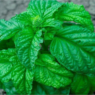 VibeX VVI-4 - Basil Lettuce Leaf - (13500 Seeds) Seed(13500 per packet)