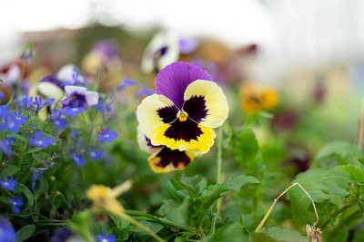 wequality Pansy mix seeds hybrid/Pansy seed 26 Seed(26 per packet)
