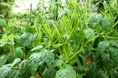 XOLDAA CLUSTER BEANS SEEDS Seed(10 per packet)