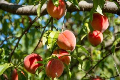 ACCELCROP Peach Cherry Fruit Seed(4 per packet)