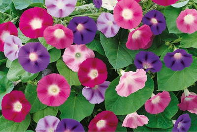 ZIXA Mixed Ipomoea Seed(10 per packet)