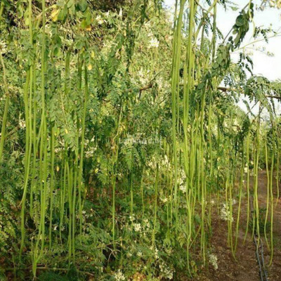 jui halder drumstick Seed(100 per packet)