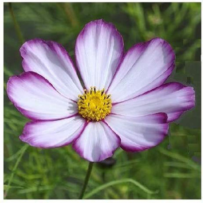 CYBEXIS Cosmos bipannatus 'Sensation Picotee' / Half Hardy Annual/Border Seed(1 g)