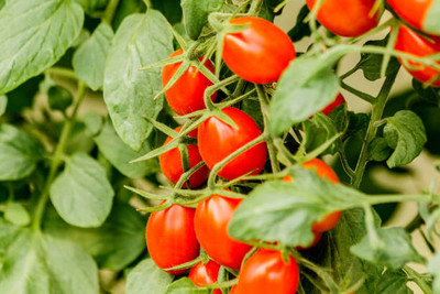 XOLDAA tomato Seed(100 per packet)