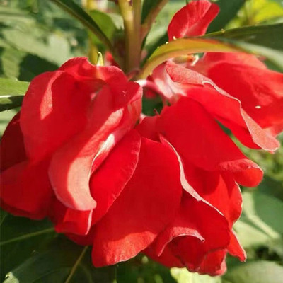 Cloud Farm F1 Balsam Rose Flower Seeds, Mixed Balsam For Home Garden,Dopati Seed(55 per packet)