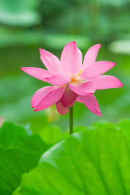 NATURE YARD lotus,kamal gatta Seed(11 per packet)