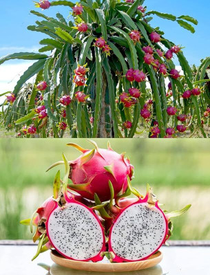 Aywal HIGH Quallity F1 hybrid Dragon fruit Seed(20 per packet)
