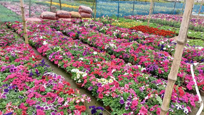 Lorvox double petunia flower Seed(100 per packet)