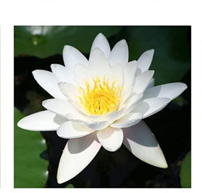 VibeX GUA-32 - Beautiful Aquatic Mini Lotus Flowers - (270 Seeds) Seed(270 per packet)