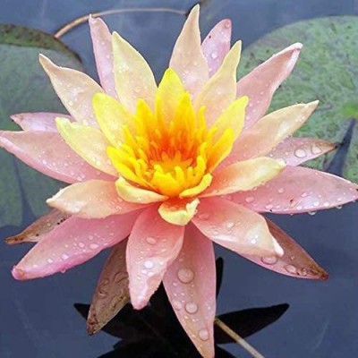 VibeX TLX-58 - Water Lily Flower Non-GMO - (30 Seeds) Seed(30 per packet)