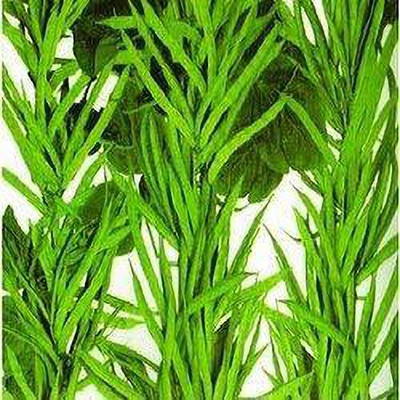 KANAYA Cluster Beans Seed(100 per packet)