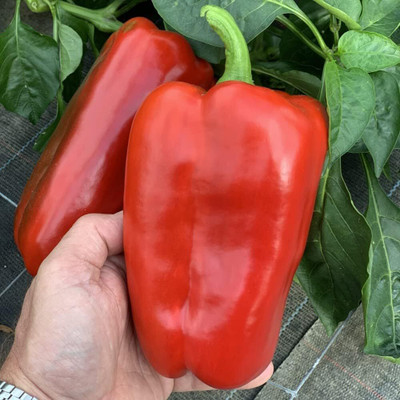 Biosnyg Organic Red King Capsicum Vegetable Seeds For Gardening-(100 Seeds) Seed(100 per packet)