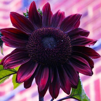 VibeX LXI-73 - Chocolate Sunflower - (1350 Seeds) Seed(1350 per packet)