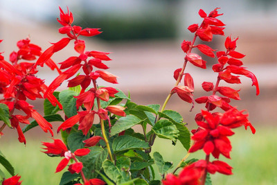 Avysa Salvia-plant-Seeds scarlet Seed(100 per packet)