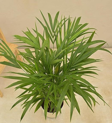 BDSresolve Indoor Butterfly Palm seeds Seed(19 per packet)