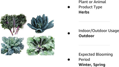 WILLVINE SYN -XII Kale Mixed Seeds, This is a Mix!!! [5g] Seed(1500 per packet)