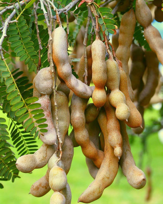 KANAYA IMLI Seed(20 per packet)