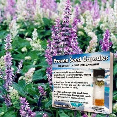Qualtivate GBPUT-415 Clary Sage Seeds (Salvia sclarea) Seed(200 per packet)