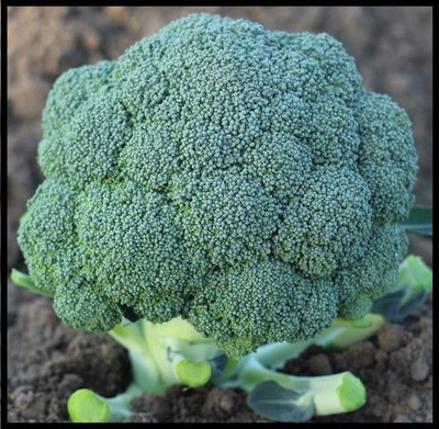 KNESSiN Broccoli Lucky Seed(200 per packet)