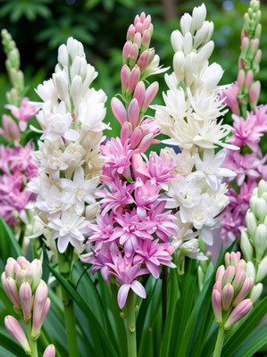 ibains Rajnigandha flower bulbs tuberose plant biij 13 Seed(13 per packet)
