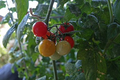 mixera tomato Seed(90 per packet)