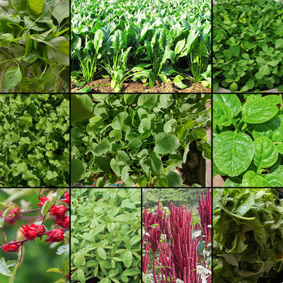 EARTHLY PRODUCTS Herbal & Leafy Veg Seeds Combo | 10g Each | 2500+ Seeds for Terrace Garden Seed(100 g)