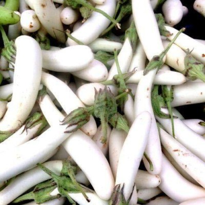 ActrovaX Brinjal White Long F1 Hybrid Improved Quality [10gm Seeds] Seed(10 g)