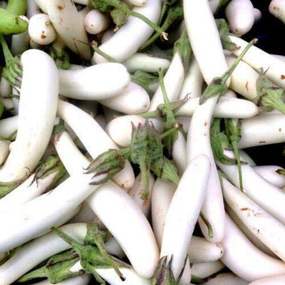 CRGO ® LXI-1104-Brinjal White Long F1 Hybrid Improved Quality Seed(80 per packet)