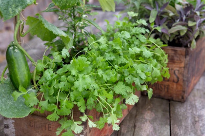 CEZIUS Easy to Grow Organic Cilantro/Coriander-a8C Seed(190 per packet)
