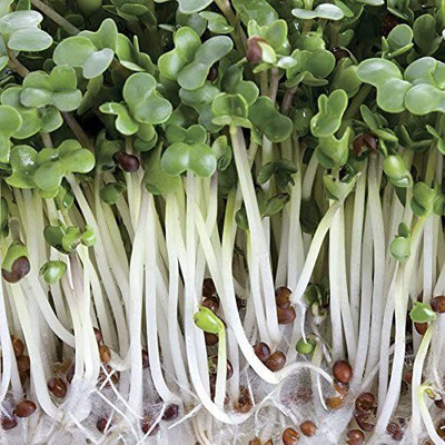 VibeX ® VLR-320 Broccoli Sprouting Seeds Seed(200 per packet)