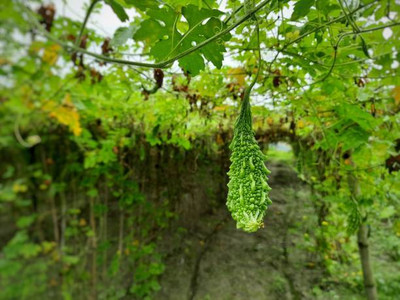 XOLDAA BITTER GOURD Seed(10 per packet)