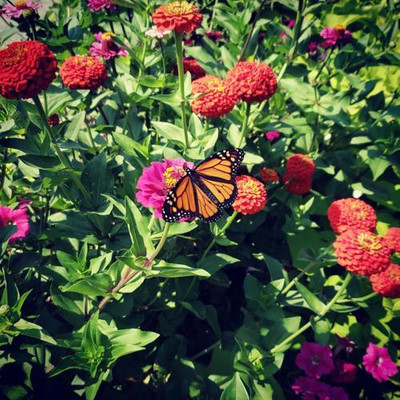 GREENSEA Hybrid Zinnia Flower Seed(23 per packet)
