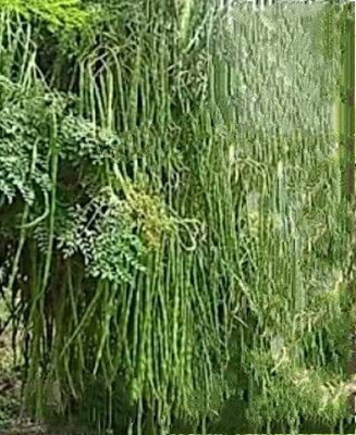Aywal Moringa Seeds / Long Size Drumstick Seed(150 per packet)