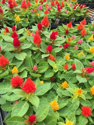 XOLDA Exotic celosia Seed(37 per packet)