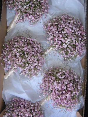 Aywal Gypsophila Gypsy Deep Rose Flower Seed(4 g)