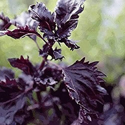 Qualtivate ATS-16 Purple Ruffles Basil Seed(1000 per packet)