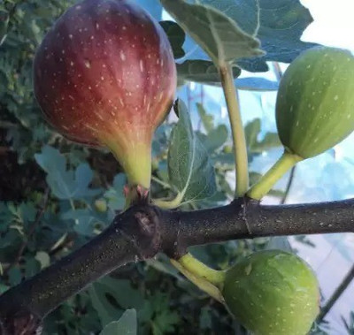 MAA Fig, Anjeer Seed(120 per packet)