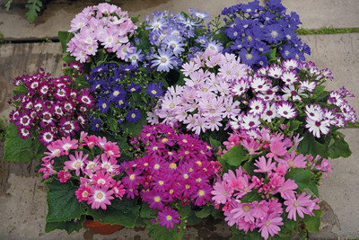CYBEXIS Cineraria Mixed Color F1 Hybrid Seeds(200 Seeds) Seed(200 per packet)