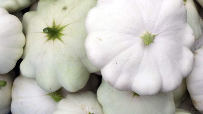 Qualtivate HUA-9A White Patty Pan Squash Scallop Zucchini Seed(30 per packet)