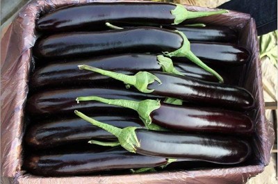 CYBEXIS Black Brinjal Eggplant Seeds 600 Seeds Seed(600 per packet)