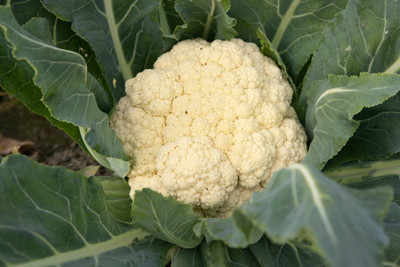 AARADYAPRIYAL white cauliflower,gobhee seeds Seed(30 per packet)